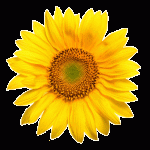 Sonnenblume Logo 0809 Die Kraft der Natur