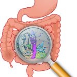 Darm-Stoffwechsel - Mikrobiom