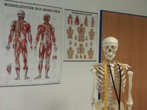 skeleton, bone, anatomy-645535.jpg